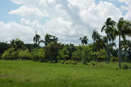 #1 Very nice farmland near Cabarete