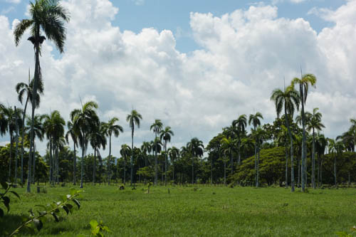 #0 Very nice farmland near Cabarete
