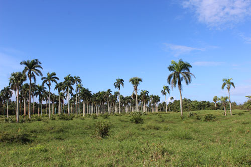 #14 Prime Beachfront Property Near Cabarete - Perfect for Investment or Developmen